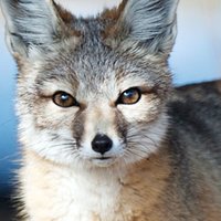 Kit Fox Nahé